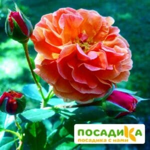 Роза Арабия купить по цене от 350.00р. в интернет-магазине «Посадика» с доставкой почтой в в Ленске и по всей России – [изображение №1].