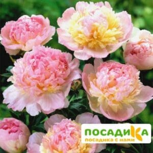 Пион Распберри Сандей (Paeonia Raspberry Sundae) купить по цене от 959р. в интернет-магазине «Посадика» с доставкой почтой в в Ленске и по всей России – [изображение №1].