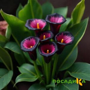 Калла Аура Лейс купить по цене от 400р. в интернет-магазине «Посадика» с доставкой почтой в в Ленске и по всей России – [изображение №1].
