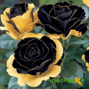 Роза Ханни Сикл купить по цене от 700р. в интернет-магазине «Посадика» с доставкой почтой в в Ленске и по всей России – [изображение №1].