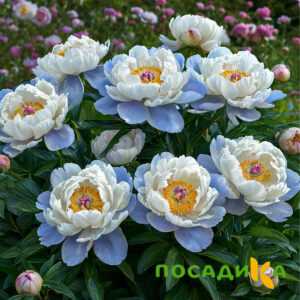 Пион акварельный Этюд купить по цене от 806р. в интернет-магазине «Посадика» с доставкой почтой в в Ленске и по всей России – [изображение №1].