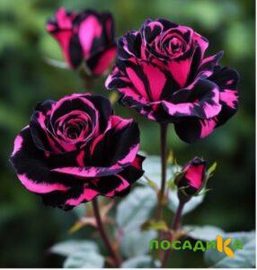 Роза Багровый Шепот купить по цене от 366р. в интернет-магазине «Посадика» с доставкой почтой в в Ленске и по всей России – [изображение №1].