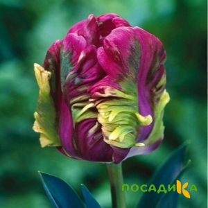 Тюльпан Экзотик Хэвен купить по цене от 186р. в интернет-магазине «Посадика» с доставкой почтой в в Ленске и по всей России – [изображение №1].