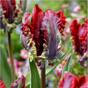 Тюльпан Рококо купить по цене от 350р. в интернет-магазине «Посадика» с доставкой почтой в в Ленске и по всей России – [изображение №1].