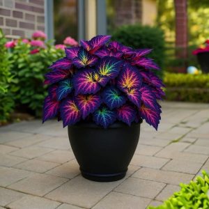 Хоста Фрости Блю купить по цене от 389р. в интернет-магазине «Посадика» с доставкой почтой в в Ленске и по всей России – [изображение №1].