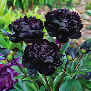 Пион Королевский Бархат купить по цене от 419р. в интернет-магазине «Посадика» с доставкой почтой в в Ленске и по всей России – [изображение №1].