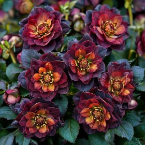 Морозник Сноу Дроп купить по цене от 348р. в интернет-магазине «Посадика» с доставкой почтой в в Ленске и по всей России – [изображение №1].