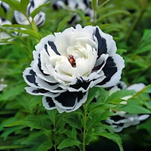 Пион Монохромный Шик купить по цене от 429р. в интернет-магазине «Посадика» с доставкой почтой в в Ленске и по всей России – [изображение №1].