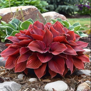 Хоста Рэд Эйнджл купить по цене от 549р. в интернет-магазине «Посадика» с доставкой почтой в в Ленске и по всей России – [изображение №1].