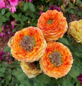 Роза Золотой Мираж купить по цене от 420р. в интернет-магазине «Посадика» с доставкой почтой в в Ленске и по всей России – [изображение №1].